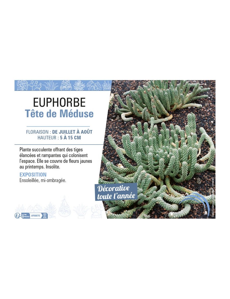 EUPHORBE TÊTE DE MÉDUSE