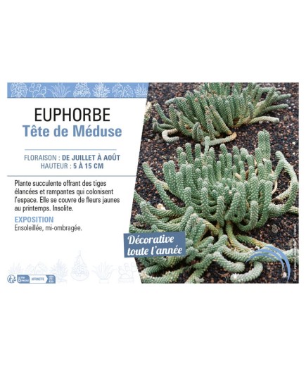 EUPHORBE TÊTE DE MÉDUSE