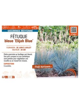 FÉTUQUE BLEUE ELIJAH BLUE