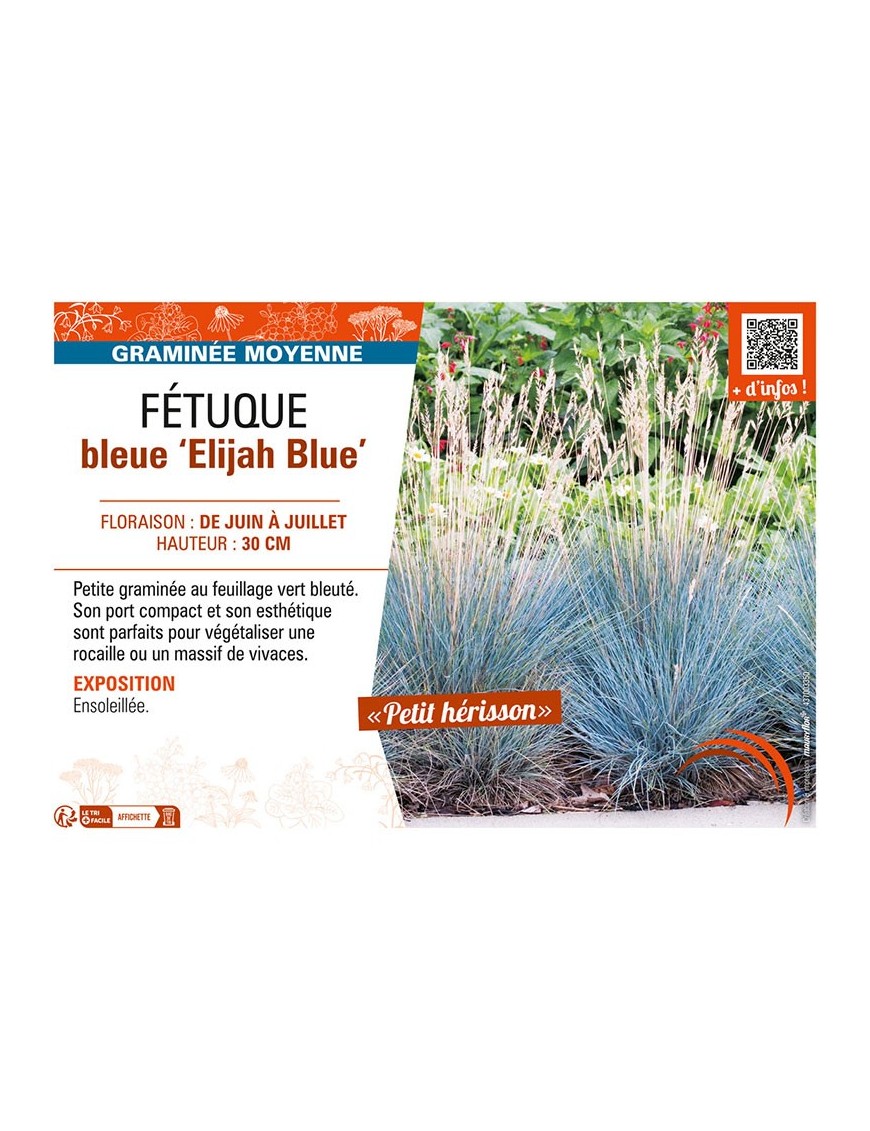 FÉTUQUE BLEUE ELIJAH BLUE