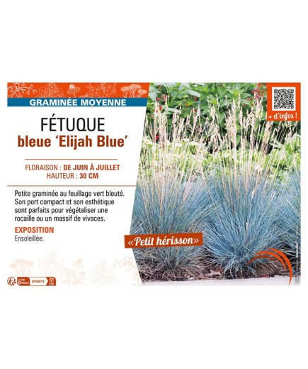 FÉTUQUE BLEUE ELIJAH BLUE