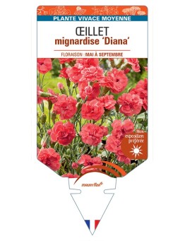 DIANTHUS plumarius Diana voir Œillet mignardise