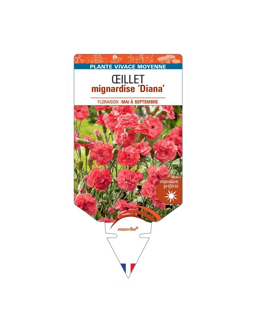 DIANTHUS plumarius Diana voir Œillet mignardise
