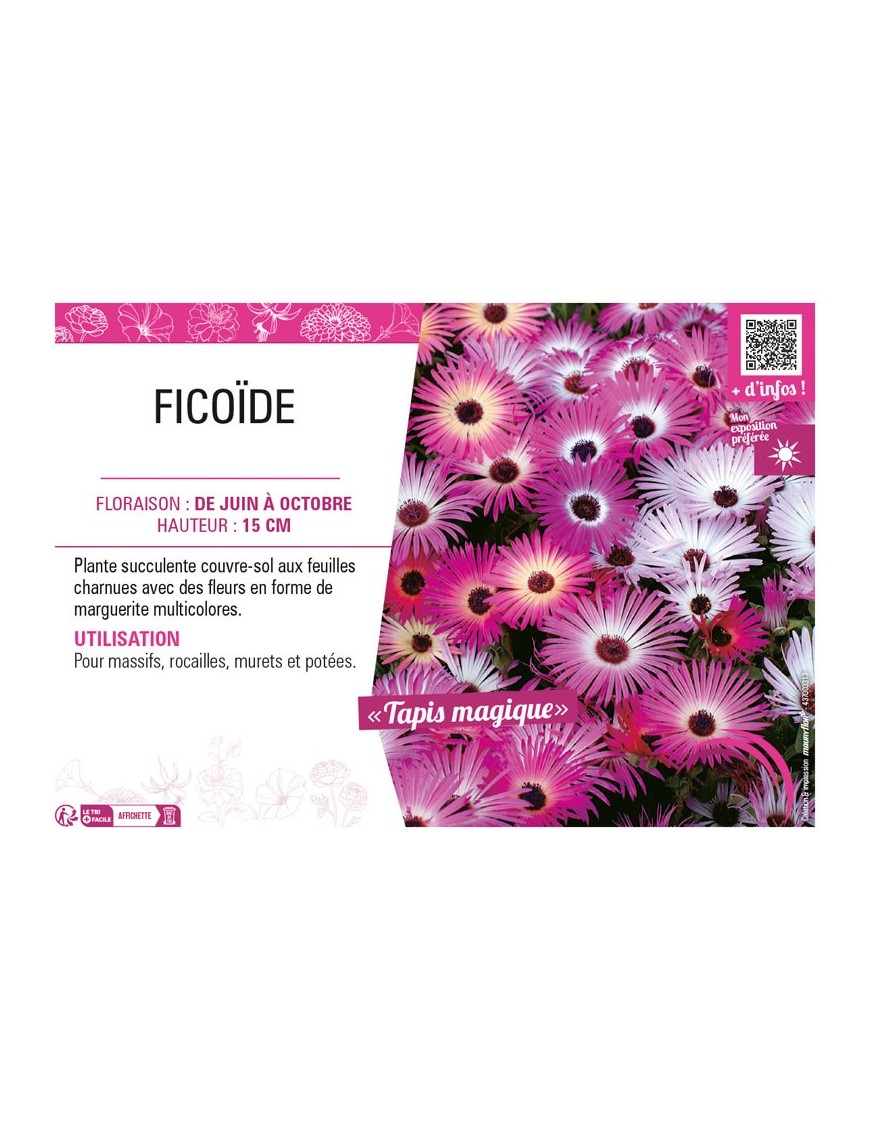 FICOÏDE