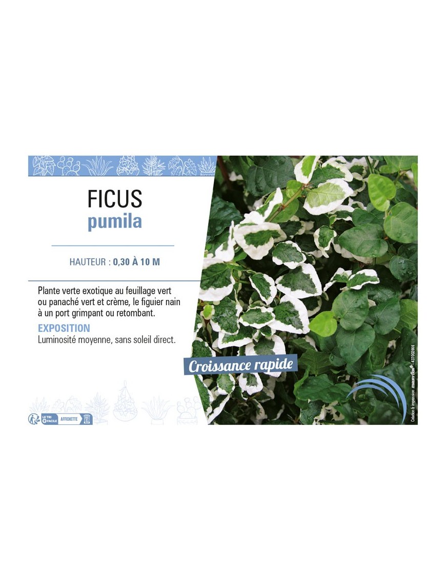 FICUS PUMILA (varié)