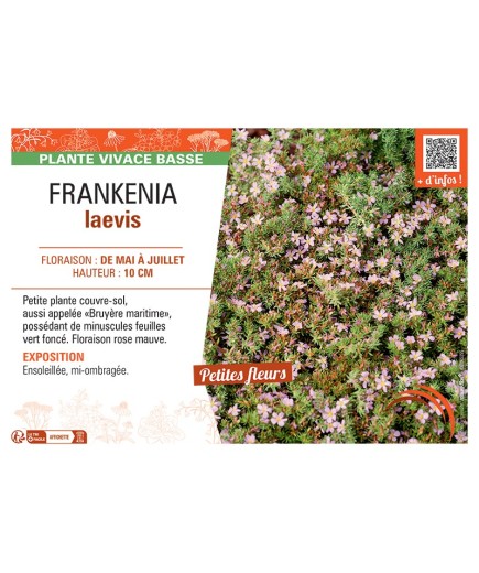 FRANKENIA LAEVIS