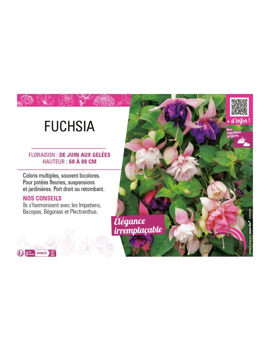 FUCHSIA (varié)