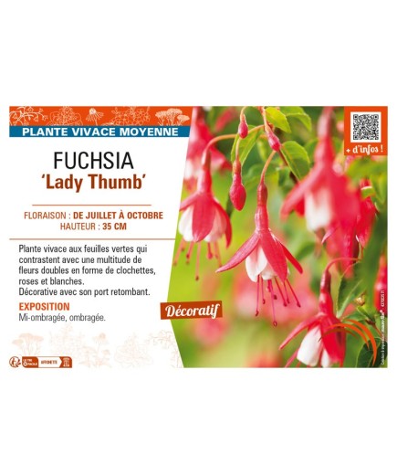 FUCHSIA (venusta) Lady Thumb