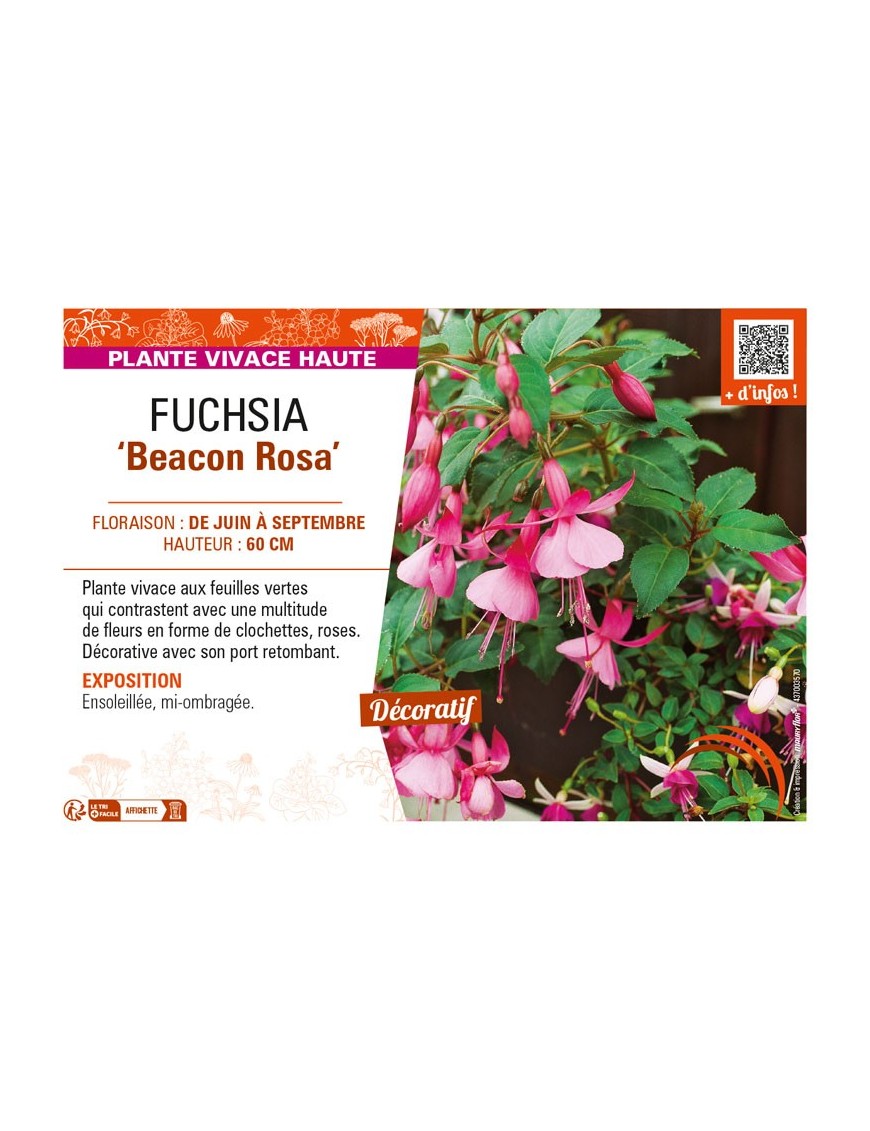 FUCHSIA Beacon Rosa