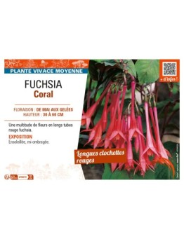 FUCHSIA CORAL