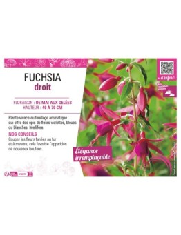 FUCHSIA DROIT