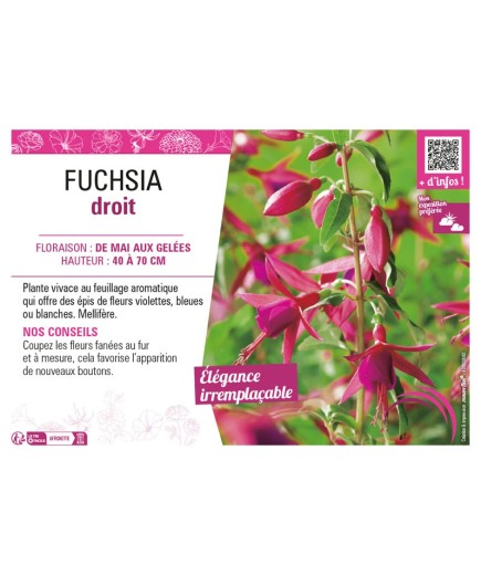 FUCHSIA DROIT