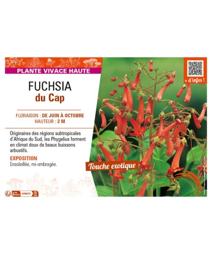 FUCHSIA DU CAP