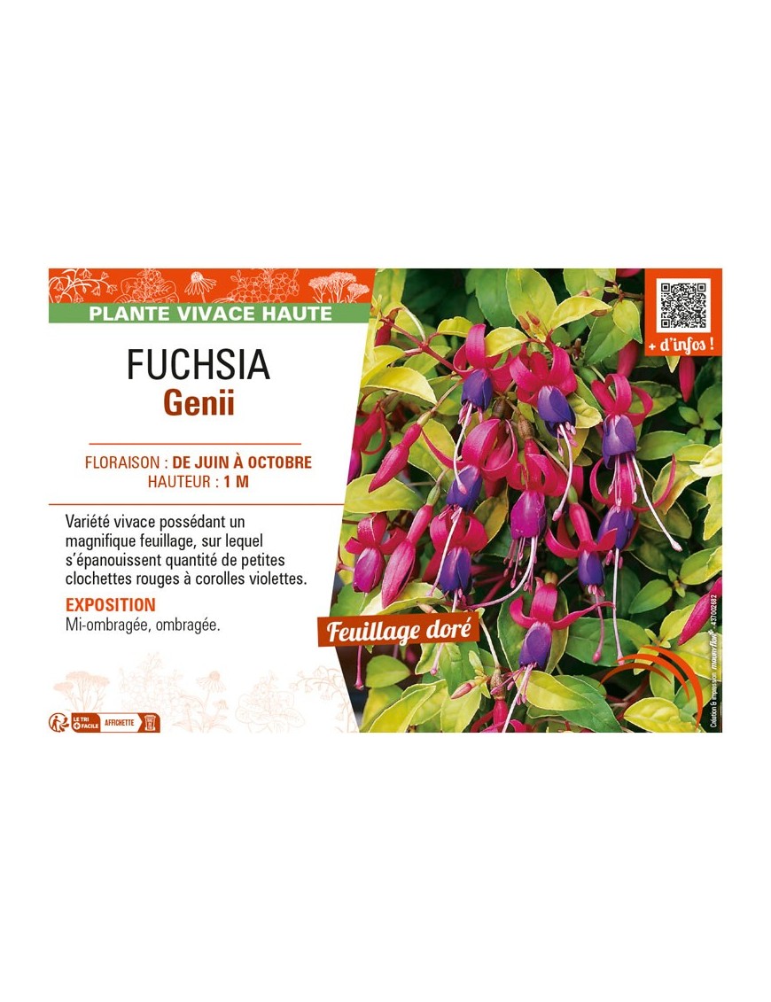 FUCHSIA GENII