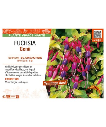 FUCHSIA GENII