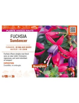 FUCHSIA SUNDANCER