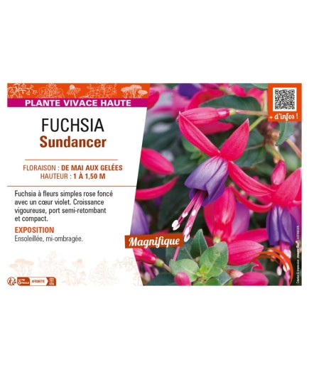 FUCHSIA SUNDANCER