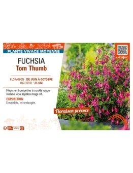 FUCHSIA TOM THUMB
