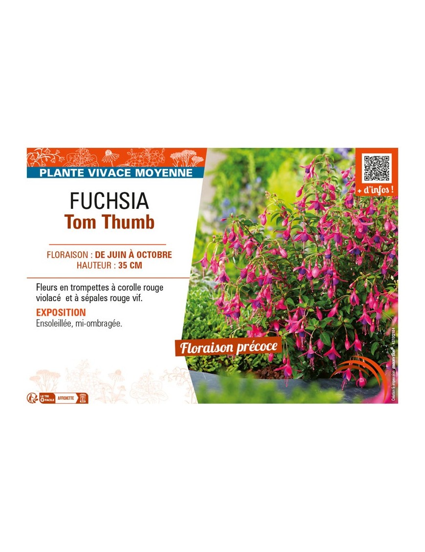 FUCHSIA TOM THUMB