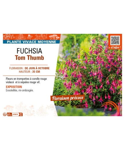 FUCHSIA TOM THUMB