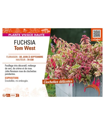 FUCHSIA TOM WEST
