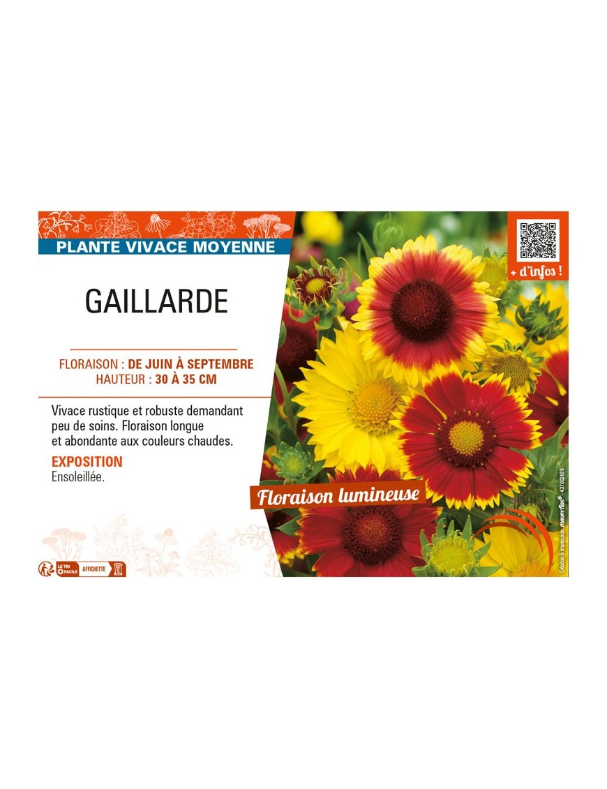 GAILLARDIA (varié)