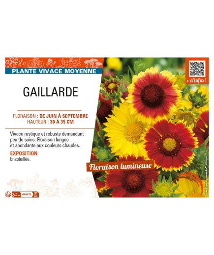 GAILLARDIA (varié)