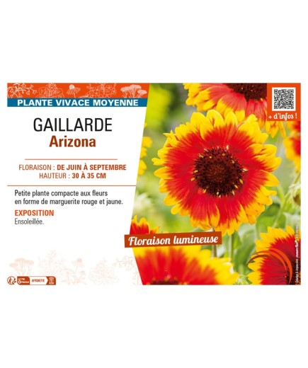 GAILLARDIA ARIZONA