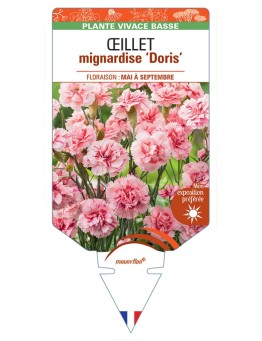 DIANTHUS plumarius Doris voir Œillet mignardise