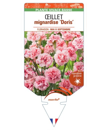 DIANTHUS plumarius Doris voir Œillet mignardise
