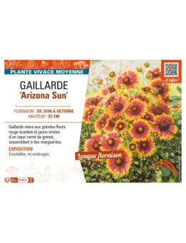 GAILLARDIA Arizona Sun