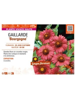 GAILLARDIA Bourgogne
