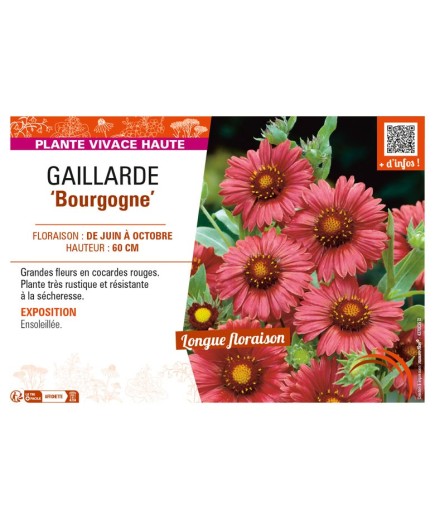 GAILLARDIA Bourgogne