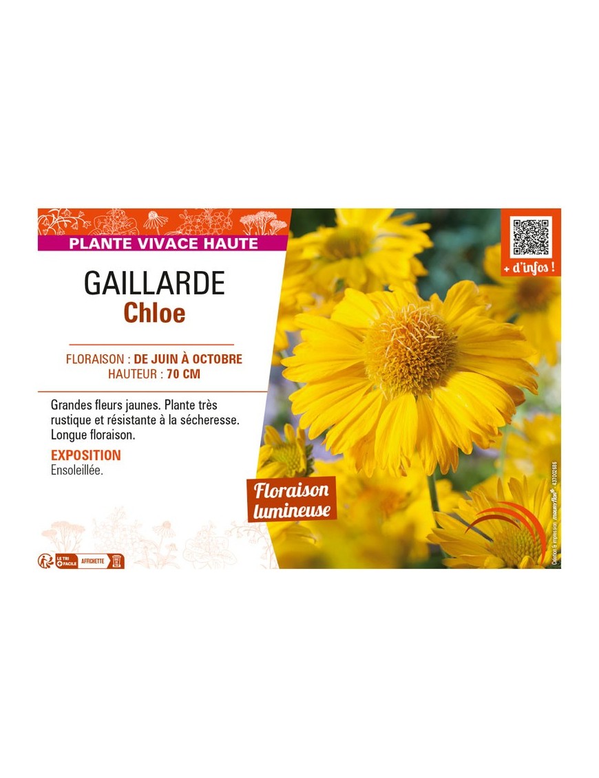 GAILLARDIA CHLOÉ
