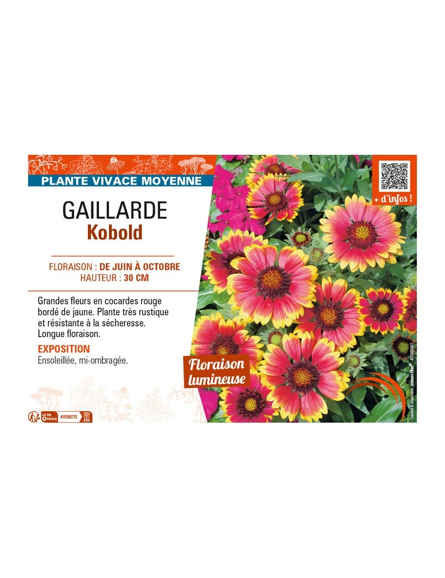 GAILLARDIA KOBOLD