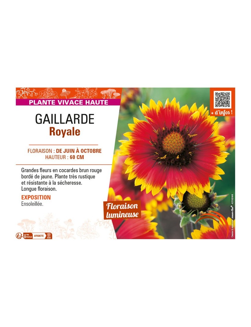 GAILLARDIA ROYALE