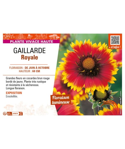 GAILLARDIA ROYALE