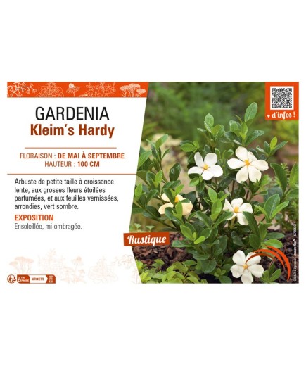 GARDENIA Kleim’s Hardy
