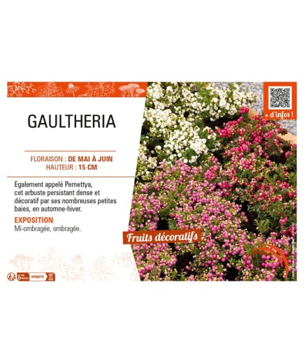 GAULTHERIA (MUCRONATA varié)