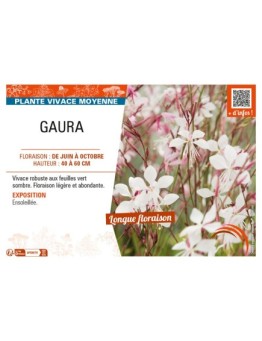 GAURA (blanc)