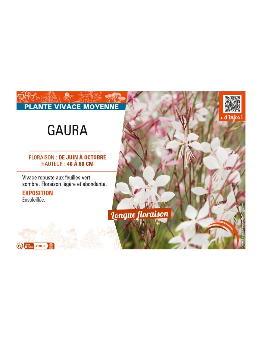 GAURA (blanc)