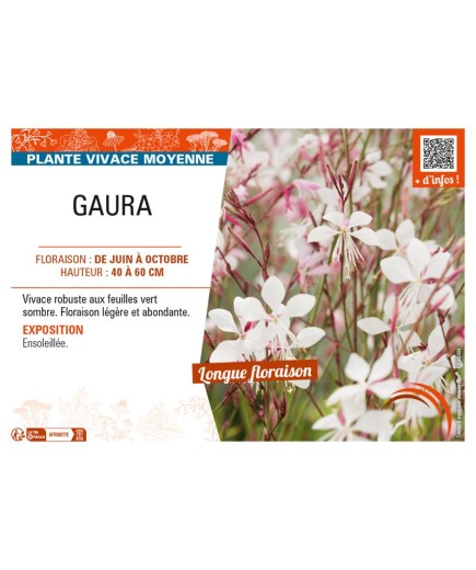 GAURA (blanc)
