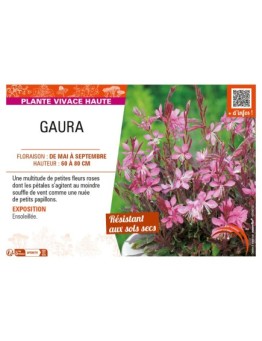 GAURA (rose)