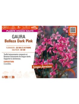 GAURA BELLEZA DARK PINK