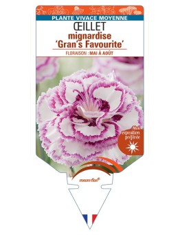 DIANTHUS plumarius Gran's Favourite voir Œillet mignardise