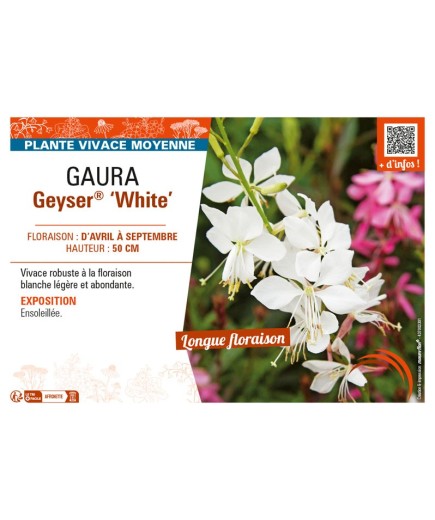 GAURA GEYSER® WHITE