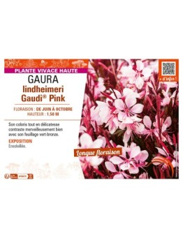 GAURA LINDHEIMERI GAUDI® PINK