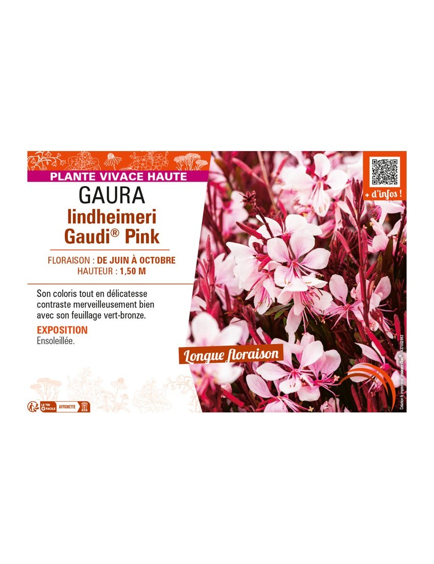 GAURA LINDHEIMERI GAUDI® PINK