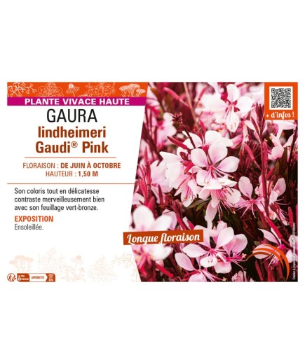 GAURA LINDHEIMERI GAUDI® PINK