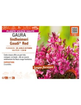GAURA LINDHEIMERI GAUDI® RED